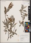 Foto von Salix daphnoides Vill. x Salix eleagnos Scop.